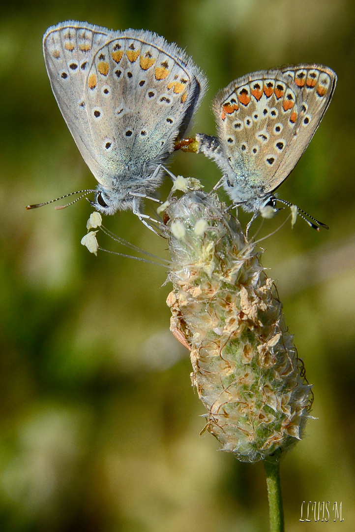 COPULACION ENTRE MARIPOSAS / COPULATION BETWEEN BUTTERFLIES