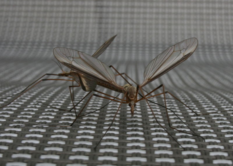 copulation on my patio chair