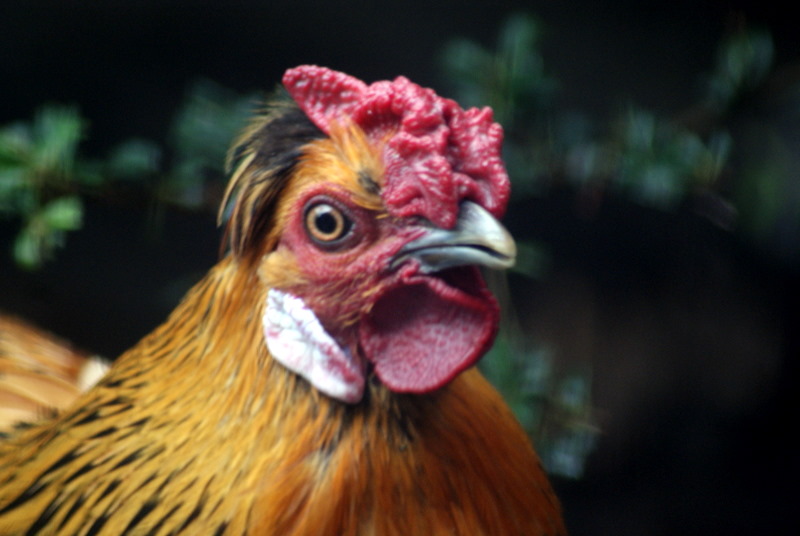 coq