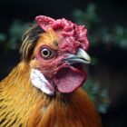 coq