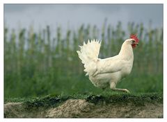 Coq au Vin oder Das Huhn am Abgrund