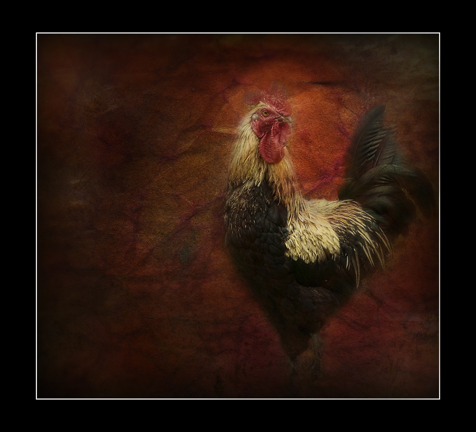 Coq