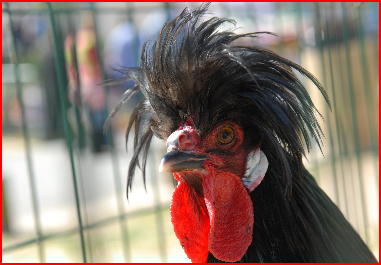 coq de hollande