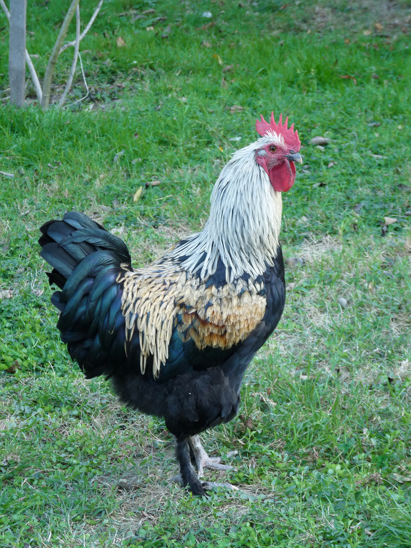 Coq de Maran