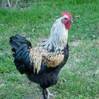 Coq de Maran