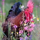 Coq et fleurs