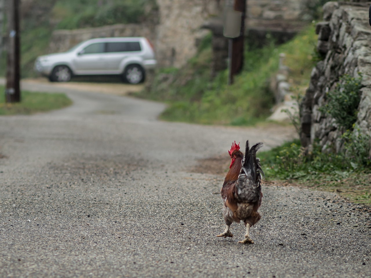 coq partant au boulot tôt le matin