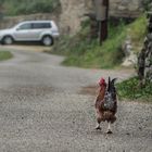 coq partant au boulot tôt le matin