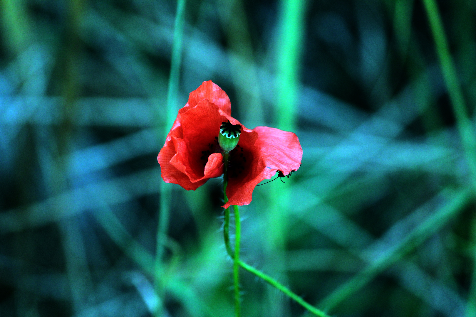 Coquelicot