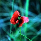 Coquelicot