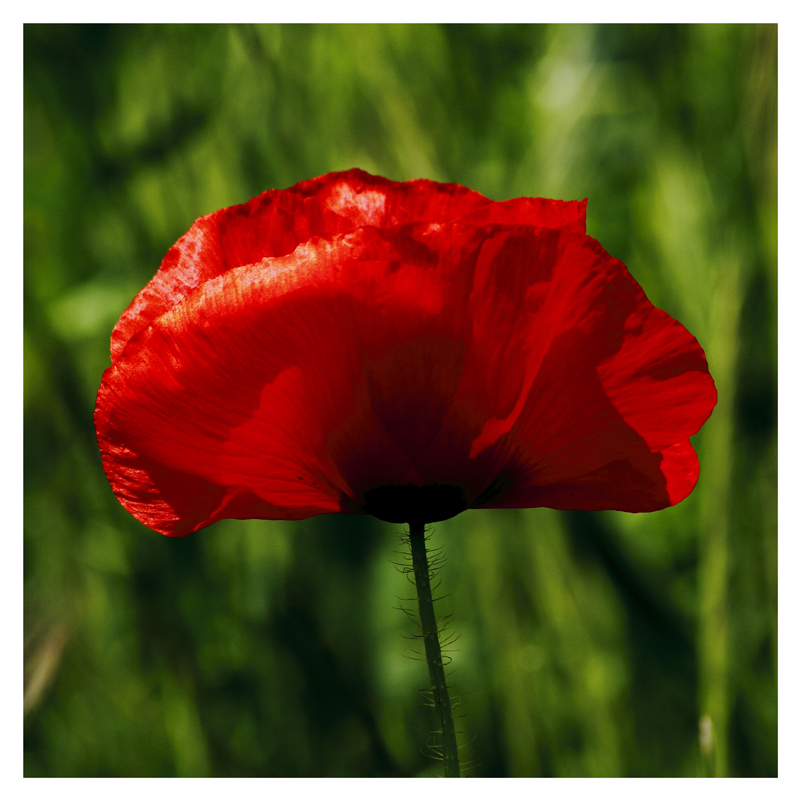 Coquelicot