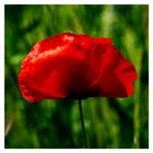 Coquelicot