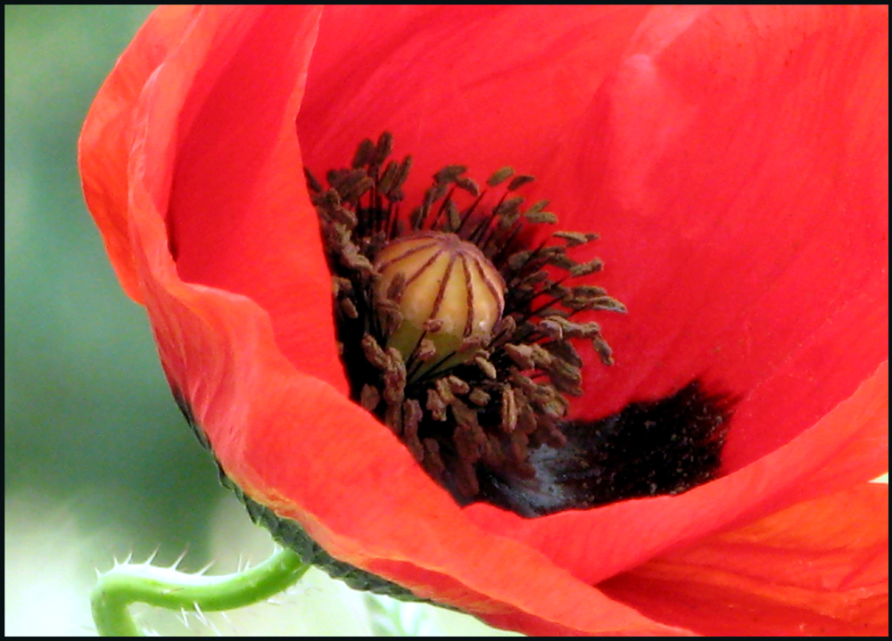 Coquelicot...