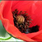 Coquelicot...