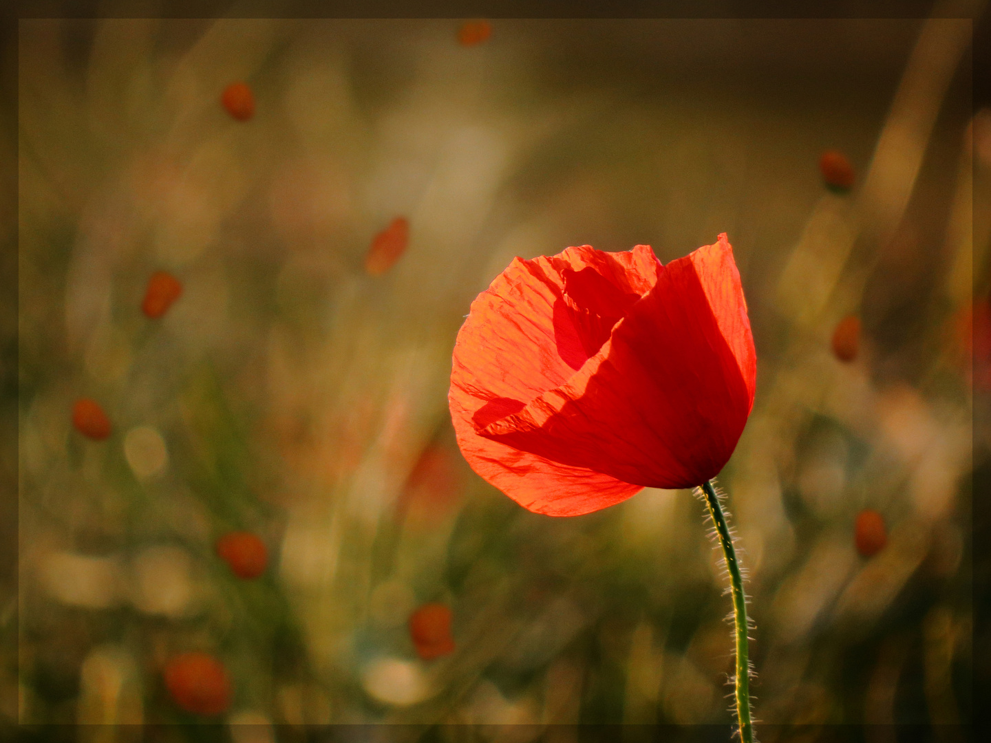 Coquelicot