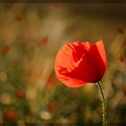 Coquelicot