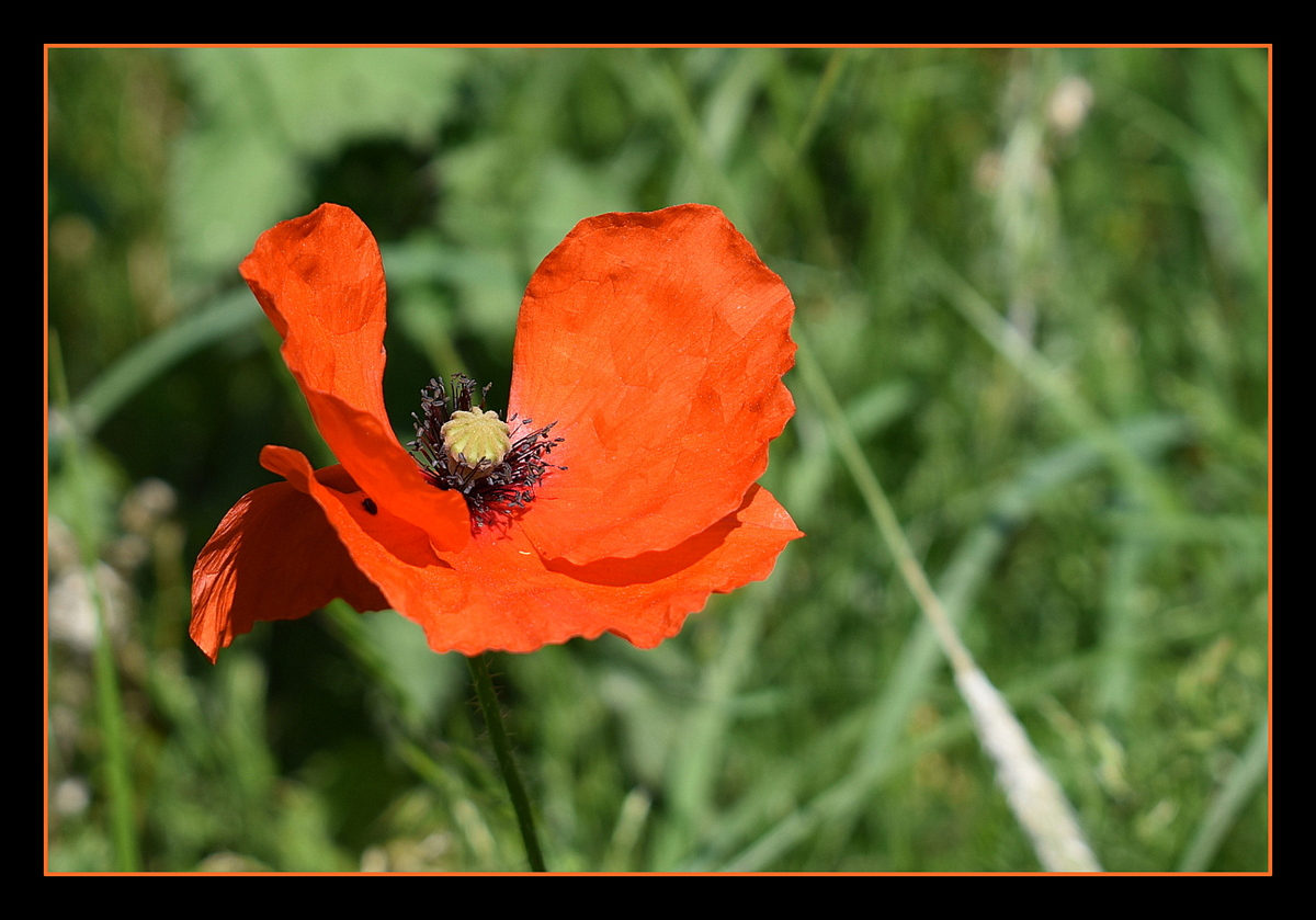 coquelicot