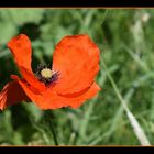 coquelicot