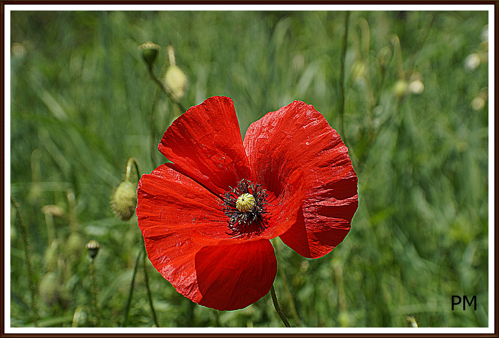 coquelicot