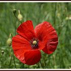 coquelicot