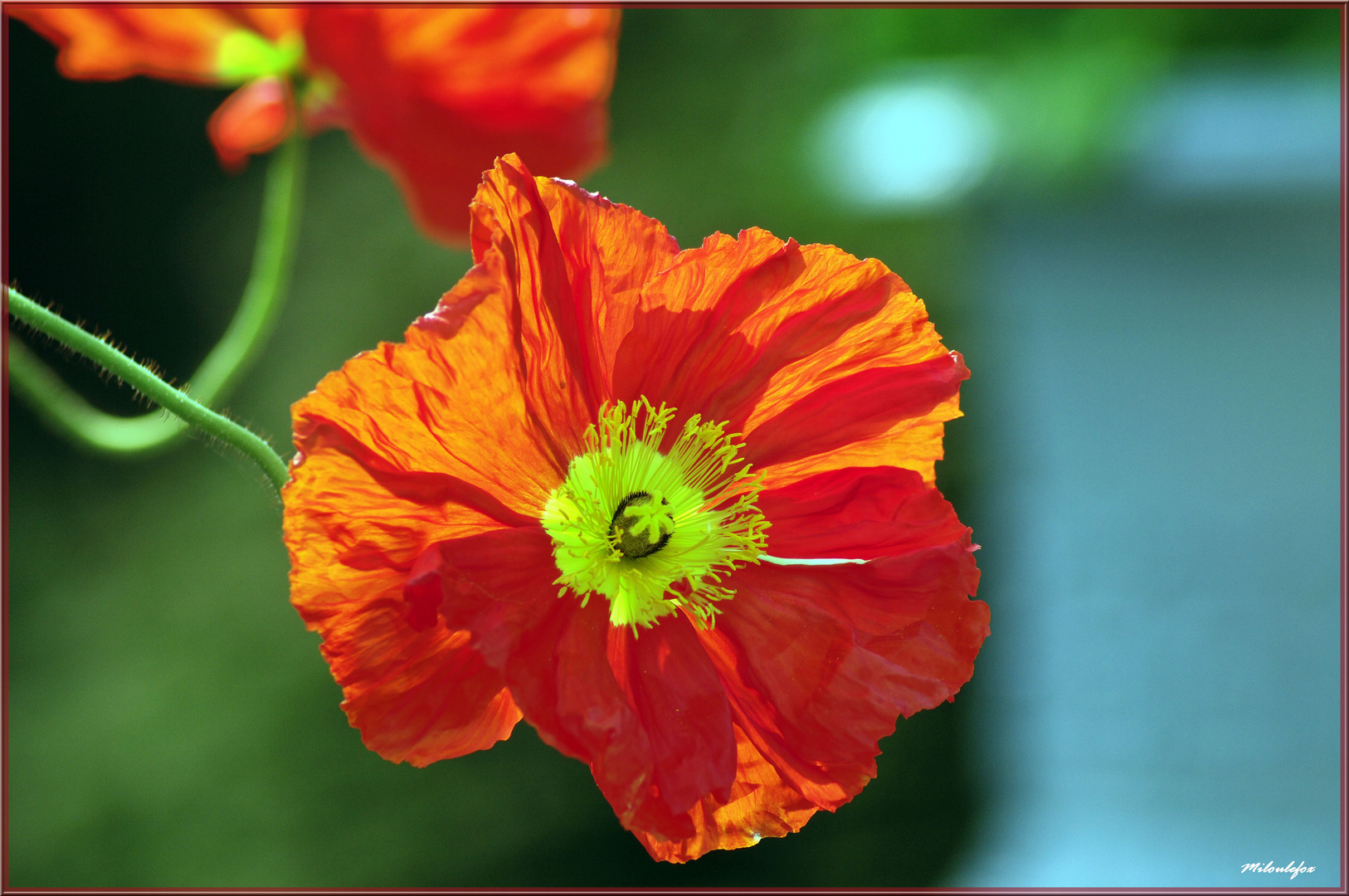 coquelicot