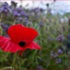 Coquelicot