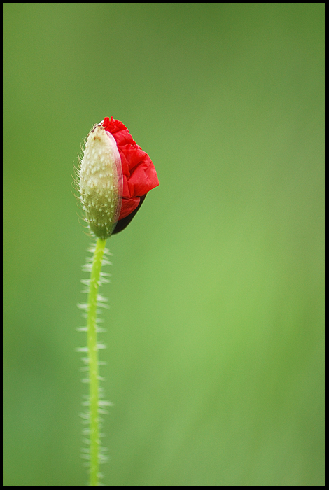 coquelicot (1)