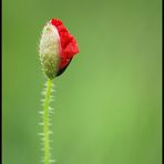 coquelicot (1)