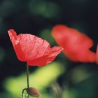 coquelicot 1