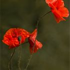 coquelicot 1