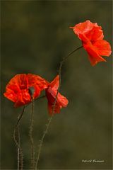 coquelicot 1