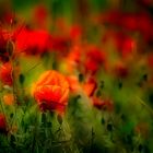 Coquelicot