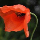 Coquelicot