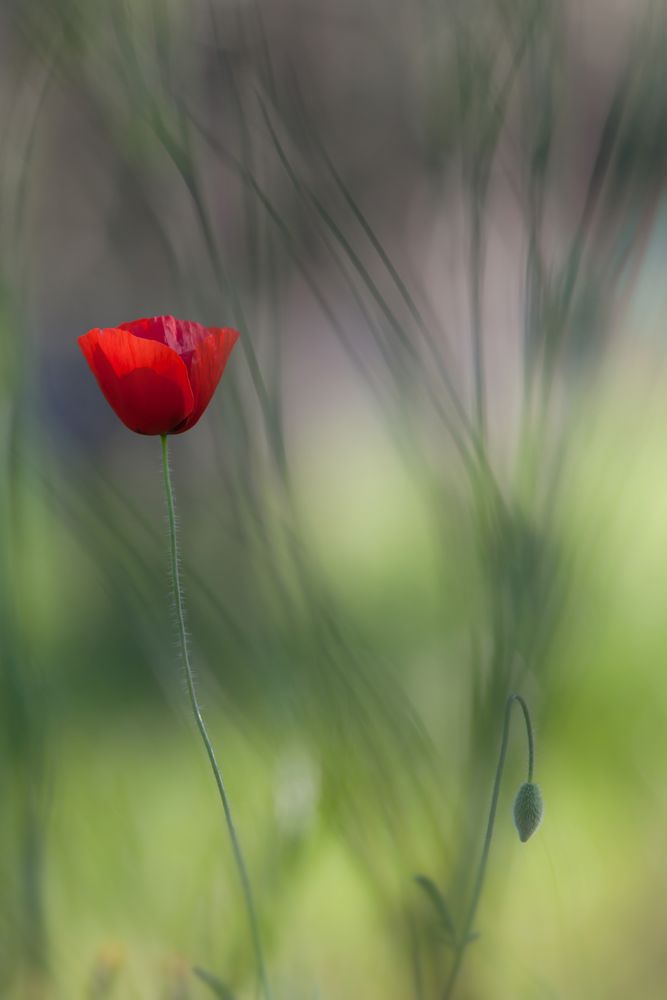 coquelicot by m.p 13 