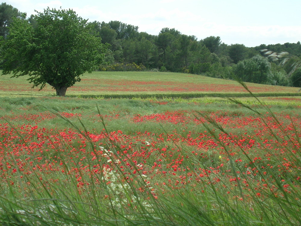 coquelicot