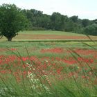 coquelicot