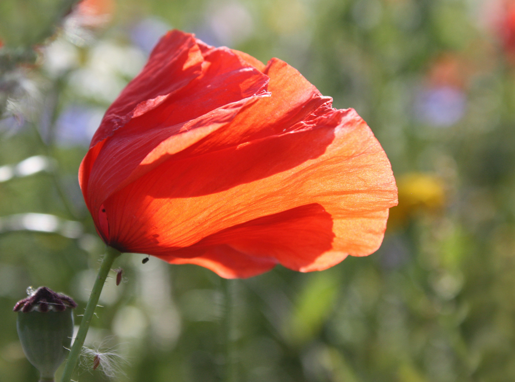 Coquelicot