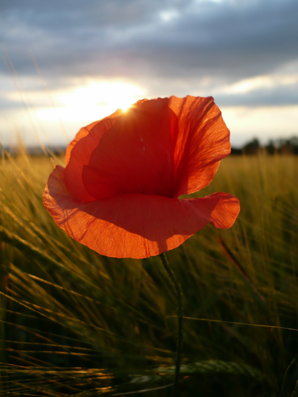 Coquelicot