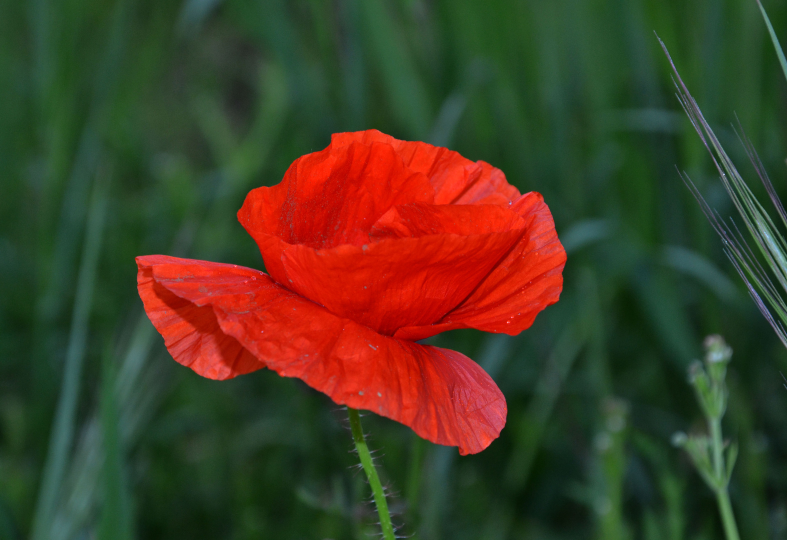 Coquelicot