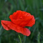 Coquelicot