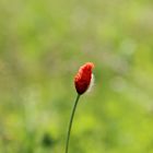 Coquelicot