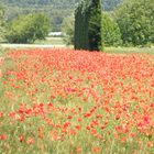 coquelicot 2