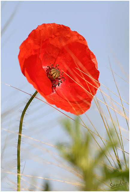 coquelicot 2