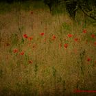 Coquelicot 2