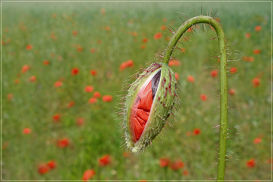 Coquelicot 2