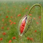 Coquelicot 2