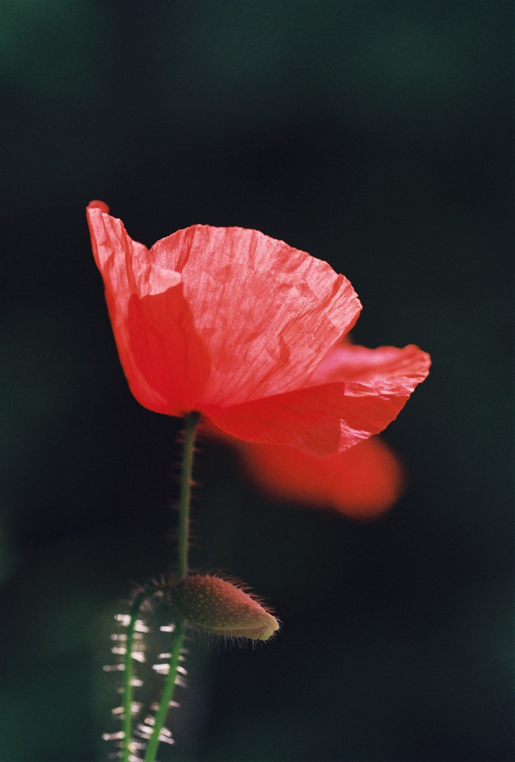 coquelicot 2