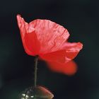 coquelicot 2