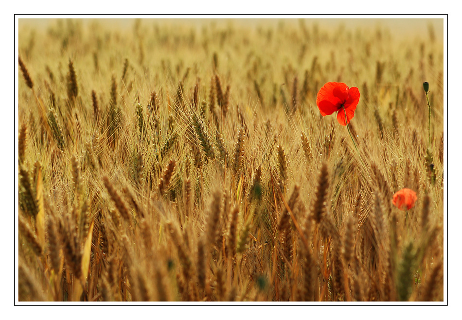 coquelicot (2)