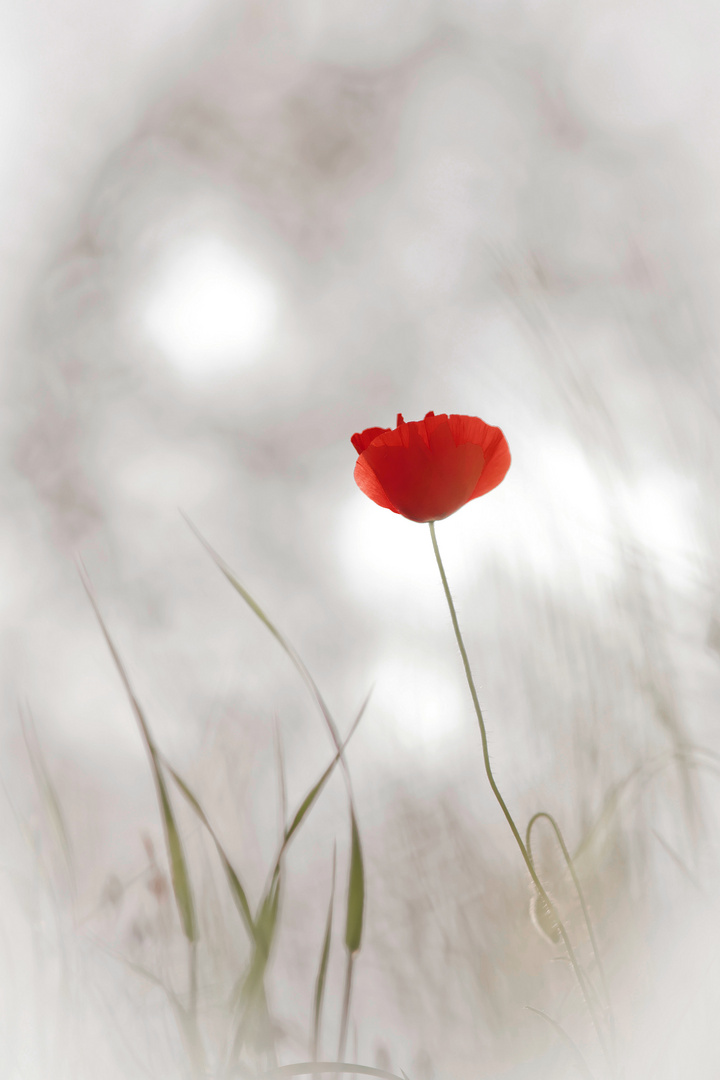 coquelicot .... 2